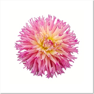 Hot Pink Dahlia Flower Posters and Art